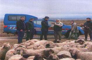 Arazide kaybolan hayvanları jandarma buldu